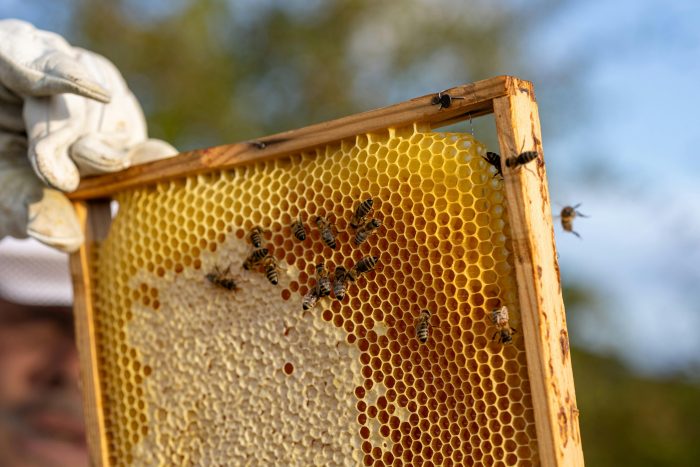 Honey extraction - Image 3